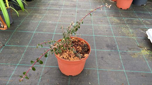 Cotoneaster dammeri Coral beauty