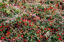 Cotoneaster horizontalis