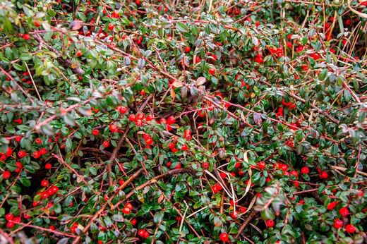 Cotoneaster horizontalis