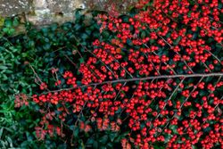 Cotoneaster horizontalis