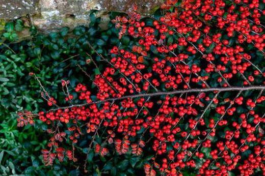 Cotoneaster horizontalis
