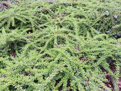 Cotoneaster horizontalis