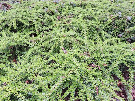 Cotoneaster horizontalis