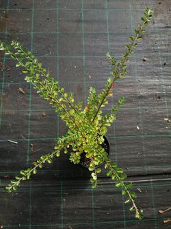 Cotoneaster horizontalis