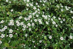Cotoneaster horizontalis