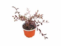 Cotoneaster lacteus