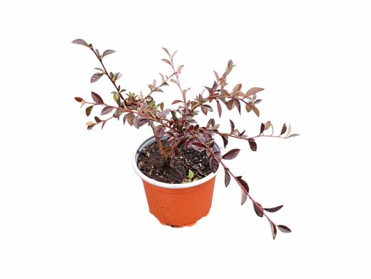 Cotoneaster lacteus