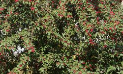 Cotoneaster lacteus