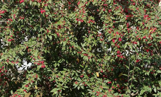 Cotoneaster lacteus