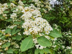 Cotoneaster lacteus