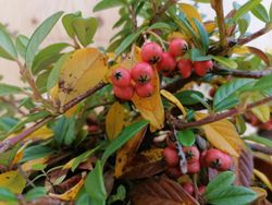 Cotoneaster salicifolius "Nana"