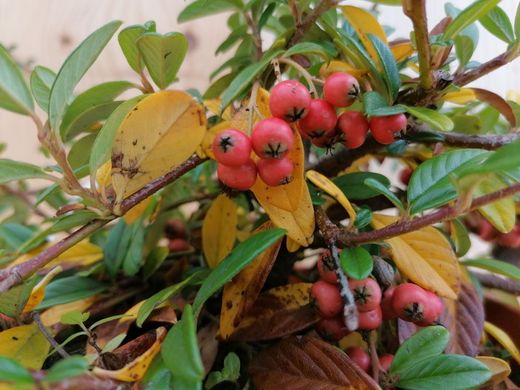 Cotoneaster salicifolius "Nana"