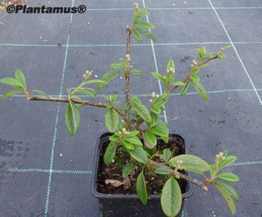 Cotoneaster salicifolius Repens