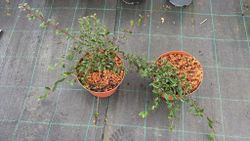 Cotoneaster salicifolius Repens