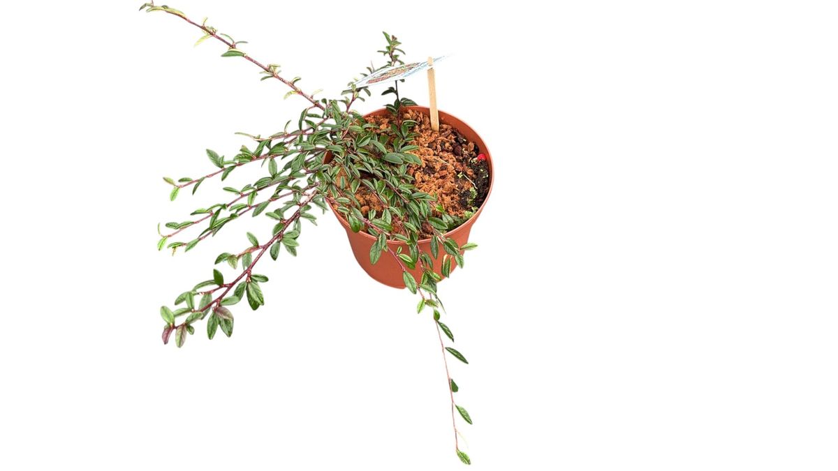 Cotoneaster salicifolius Repens Maceta de 2.5 litros. Altura de 5 cm y ancho de 30 cm.