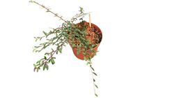Cotoneaster salicifolius Repens