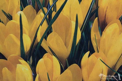 Crocus jaune, jaune d'or