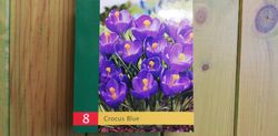 Crocus azul