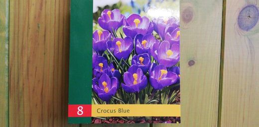 Crocus bleu