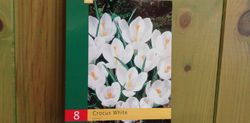 Crocus blanco
