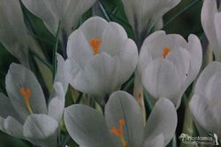Crocus blanco