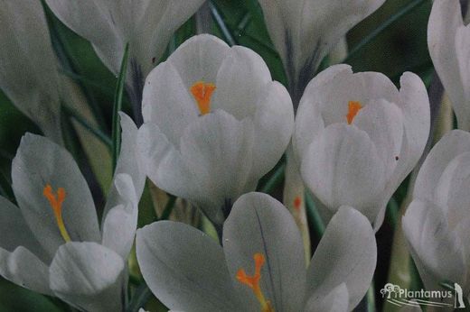 Crocus blanco