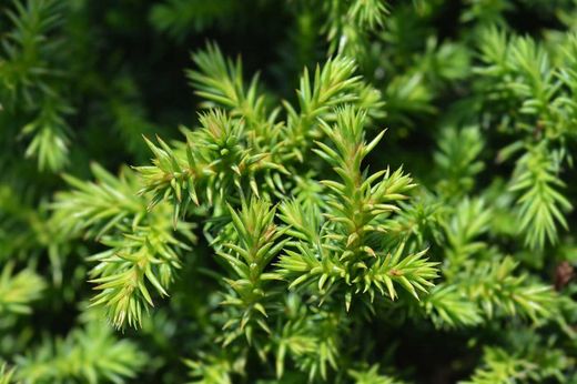Cryptomeria japonica "Vilmoriniana" - Cryptomeria japonesa enana, Cedro japonés enano