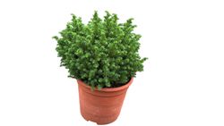 Cryptomeria japonica "Vilmoriniana" - Cryptomeria japonesa enana, Cedro japonés enano