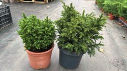 Cryptomeria japonica "Vilmoriniana" - Cryptomeria japonesa enana, Cedro japonés enano
