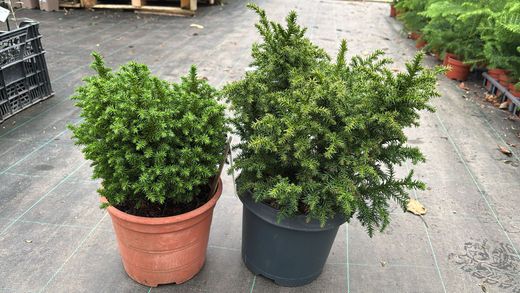 Cryptomeria japonica "Vilmoriniana" - Cryptomeria japonesa enana, Cedro japonés enano