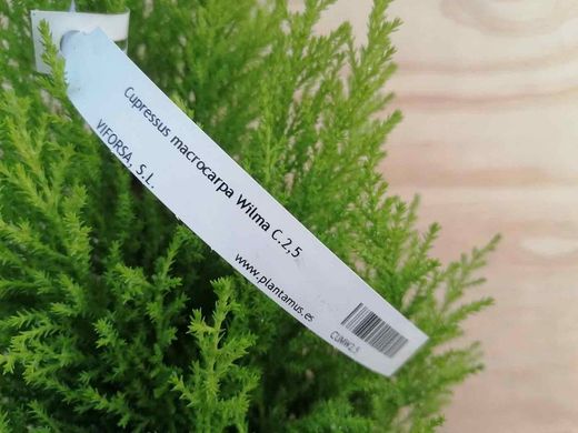 Cupressus macrocarpa Wilma, cipreste limão