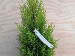 Cupressus macrocarpa Wilma, cipreste limão