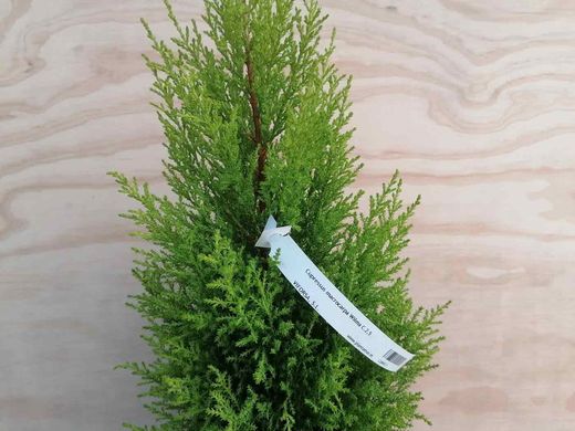 Cupressus macrocarpa Wilma, cipreste limão