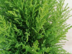 Cupressus macrocarpa Wilma, cipreste limão