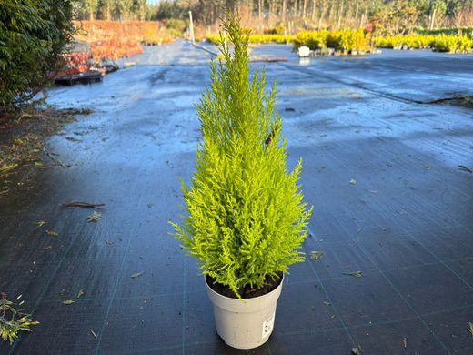 Cupressus macrocarpa Wilma, cipreste limão