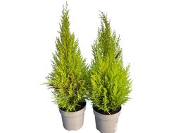 Cupressus macrocarpa Wilma, cipreste limão