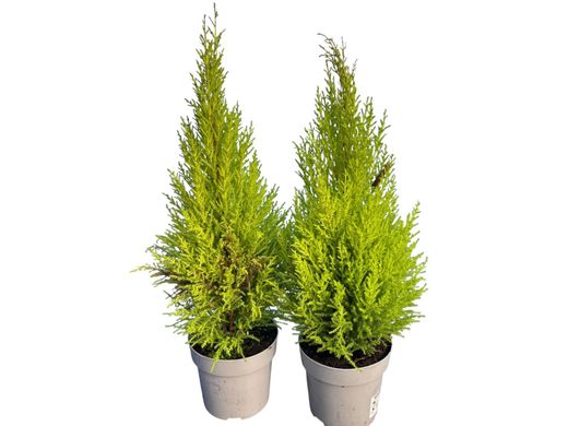 Cupressus macrocarpa Wilma, cipreste limão