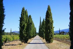 Cupressus sempervirens - Cyprès commun
