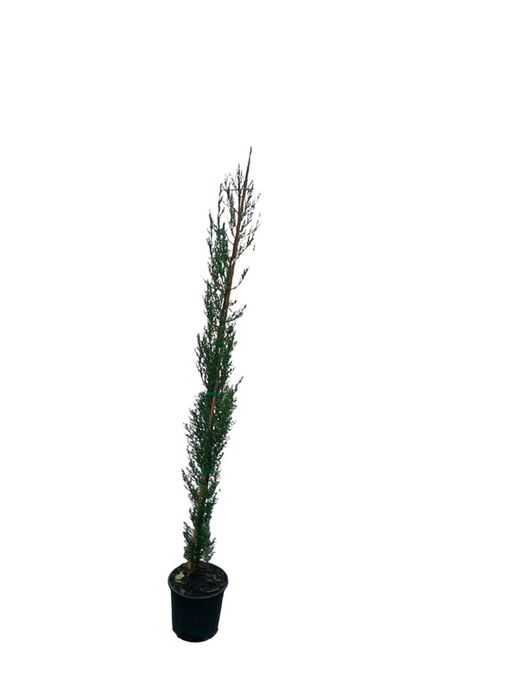 Cupressus sempervirens - Cyprès commun