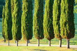 Cupressus sempervirens - Cyprès commun