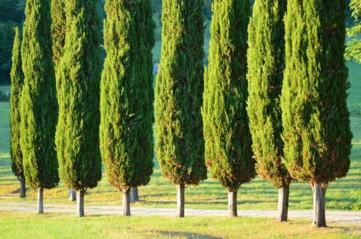 Cupressus sempervirens - Cyprès commun