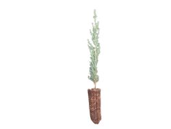 Cupressus sempervirens - Cyprès commun
