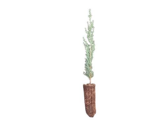 Cupressus sempervirens - Cyprès commun