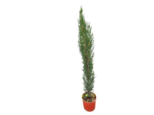Cupressus sempervirens - Ciprés común