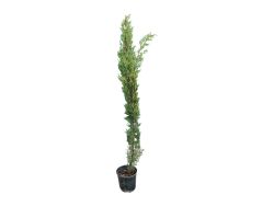 Cupressus sempervirens - Ciprés común