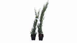 Cupressus sempervirens "Totem"