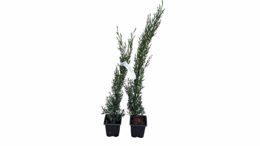 Cupressus sempervirens "Totem"