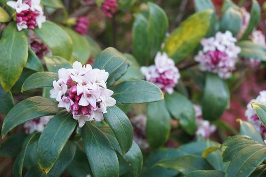 Dafne, planta de flor muy olorosa, Daphne odora