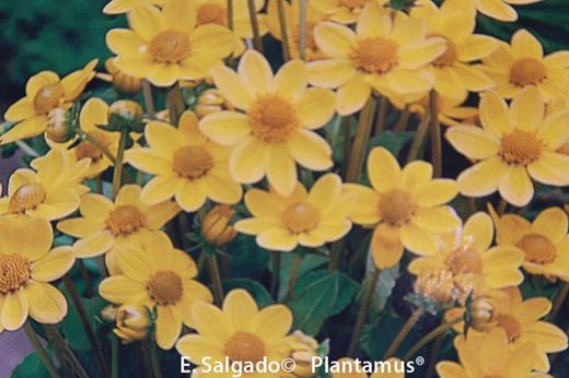 DALIA AMARILLA BABY