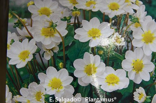 DALIA BABY BLANCA
